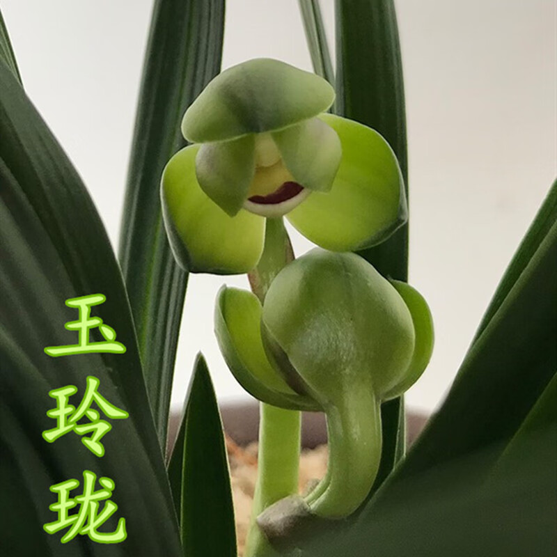勋狸粑兰花苗带花苞浓香春兰玉玲珑室内四季花卉植物盆栽好养 2苗连体