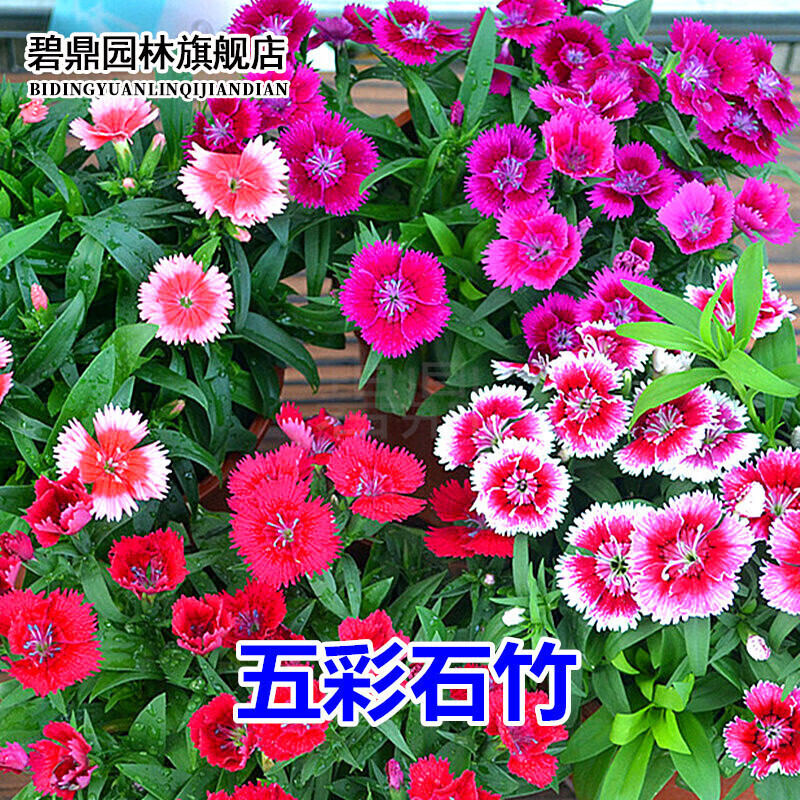 花草林木类价格曲线查询|花草林木类价格走势