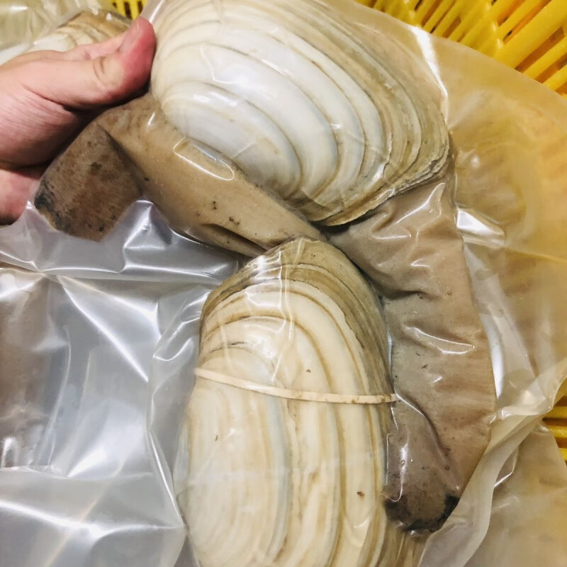 芳玫象拔蚌鲜活刺身象鼻蚌活冻新鲜鲜活2斤海产品大号象拔蚌 2只共2斤