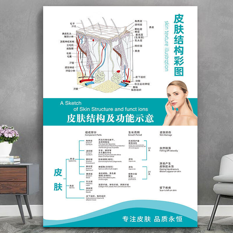 美容院墙壁挂画装饰画皮肤结构图解剖图海报常见皮肤疾病图片挂图祛痘
