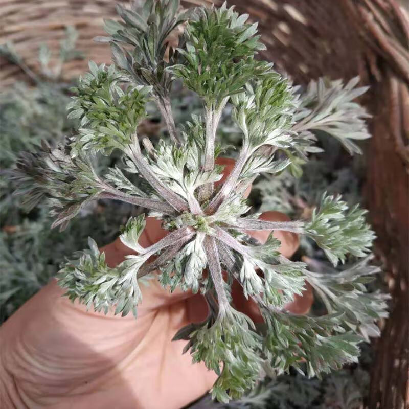 陕西野菜白蒿新鲜新鲜茵陈绵茵陈茵陈蒿现挖食用茵陈无根带根【3月25