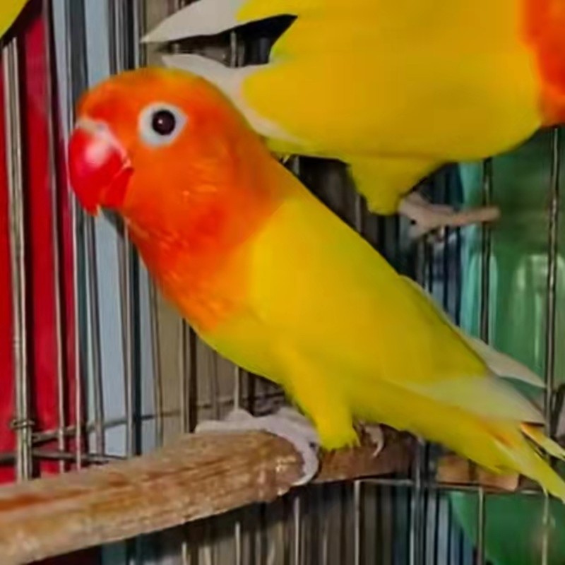 豪蚨牡丹鹦鹉活体爱情鸟活物鹦鹉鸟黄金丝鹦鹉牡丹绿金丝蓝银包活豪蚨