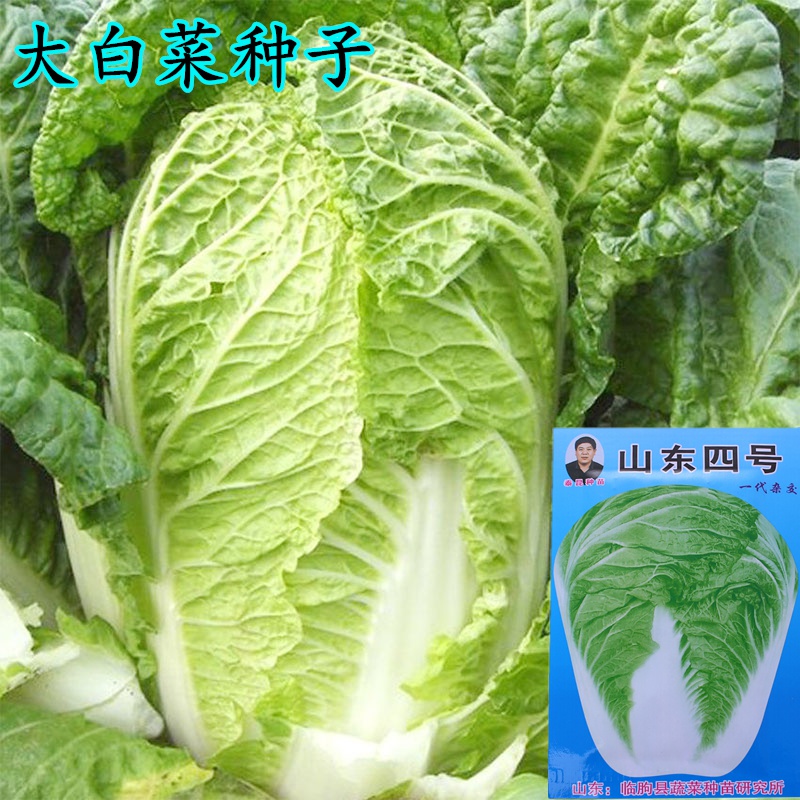 山东四号大白菜种子抗病高产易种植秋季专用大白菜蔬菜种子籽 山东四