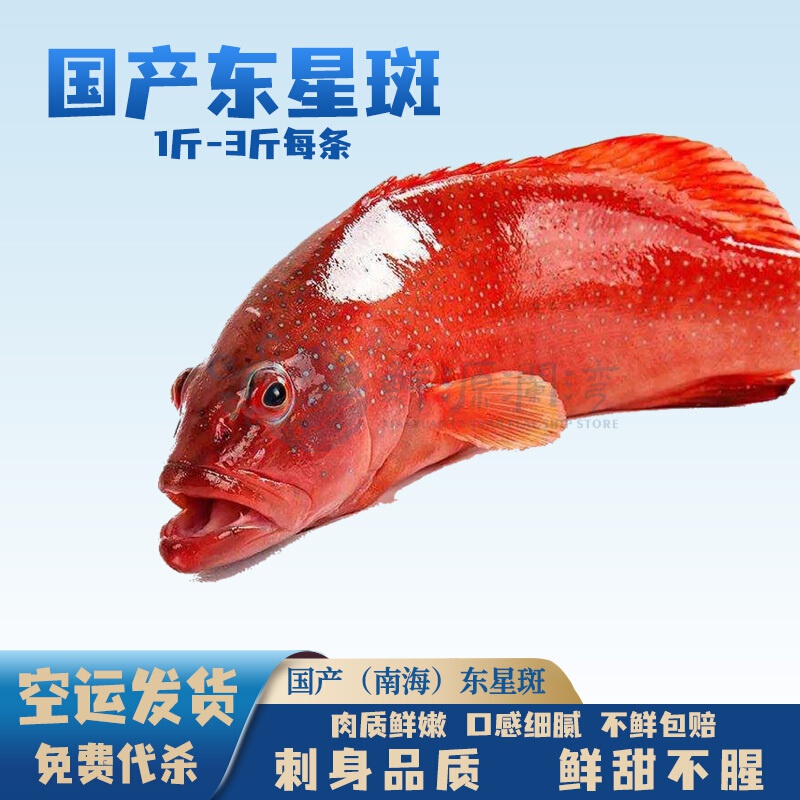 鲜源澜湾 东星斑1斤-3斤/条国产南海海捕红星燕尾斑鱼新鲜速冻 【东星