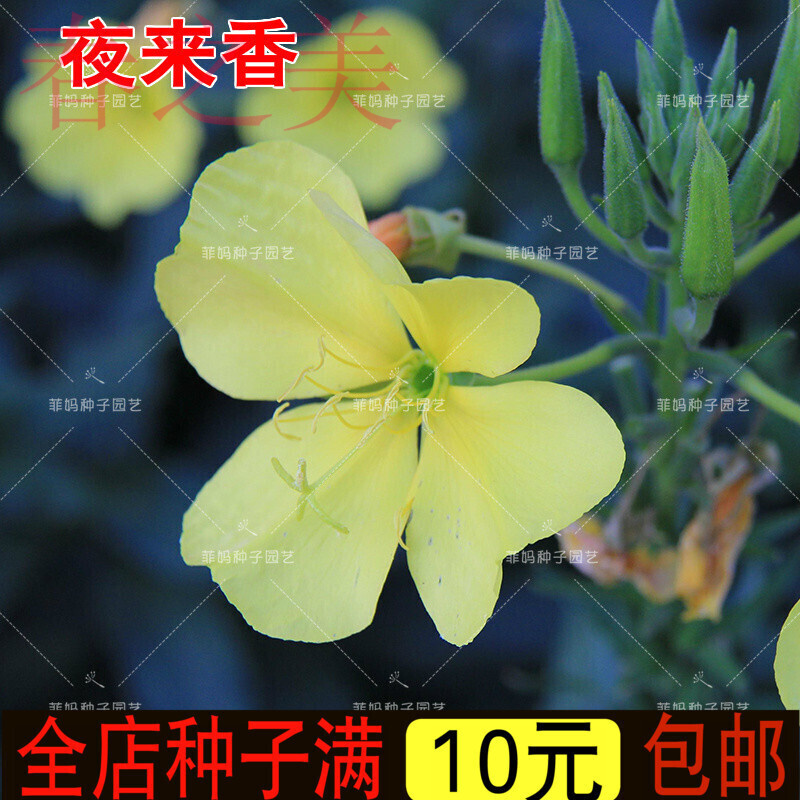 新种夜来香种子芳香驱蚊花种子四季播种易种易活绿植室内盆栽花卉种子