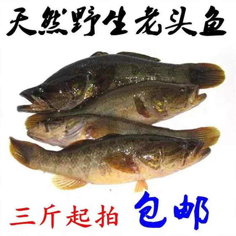 鲜水港正宗东北老头鱼黑龙江开江鱼新鲜 1500克山胖头鲜活速冻3斤