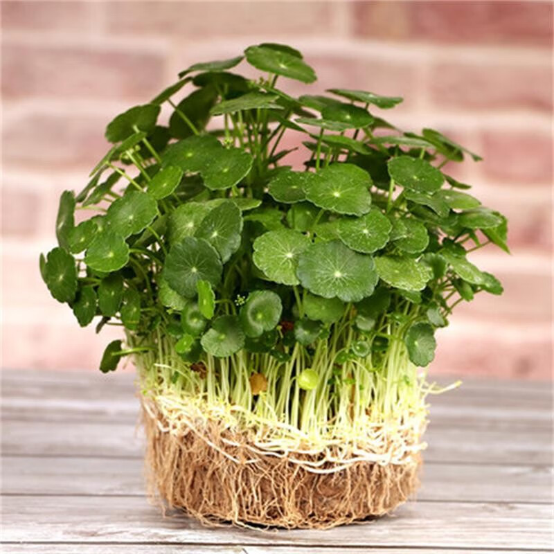 植物办公室内桌面小绿植花卉水养金钱草 铜钱草带叶子一盆(不含盆)