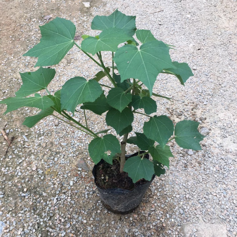 三醉芙蓉 醉芙蓉花苗木芙蓉树苗 变色芙蓉 阳台庭院盆栽醉芙蓉花 三醉