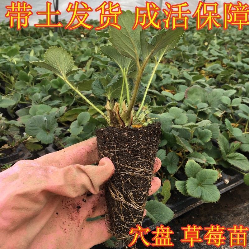 春花妙意草莓苗穴盘草莓苗四季盆栽草莓苗 草莓苗南北方种植阳台室内 奶油草莓3颗 15cm(含)-30cm(不含)怎么样,好用不?
