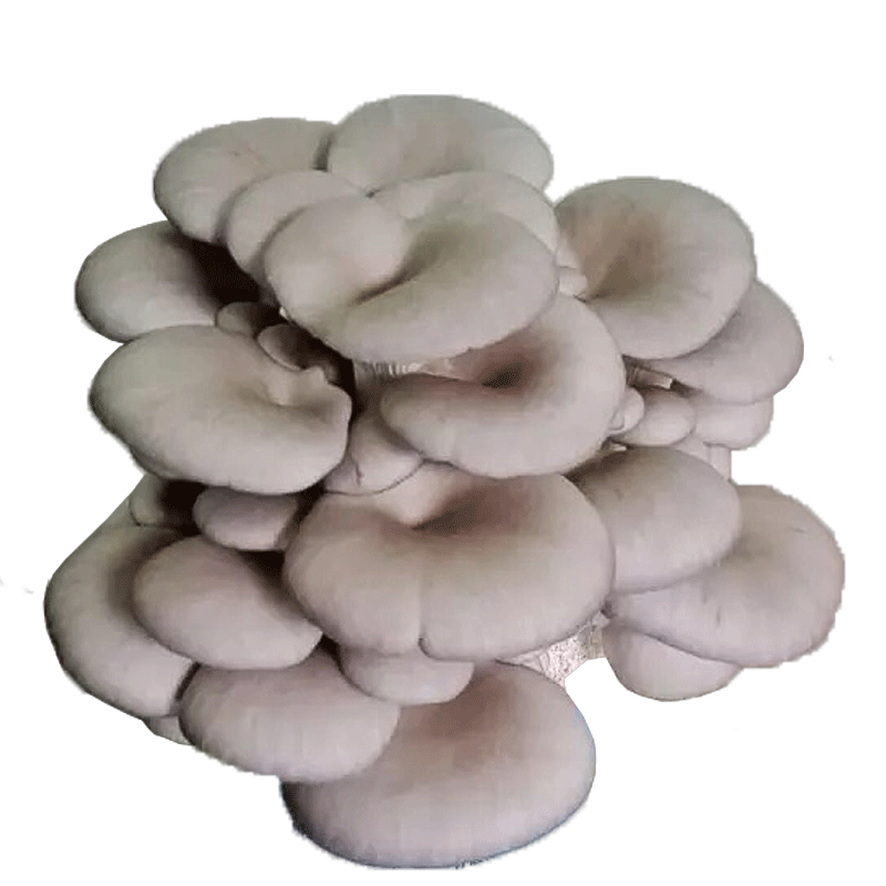 菇婆婆平菇蘑菇菌包菌棒盆栽食用菌種家庭陽臺(tái)學(xué)校幼兒園采新鮮蘑菇 自由搭配-留言標(biāo)準(zhǔn)款4袋裝 袋裝