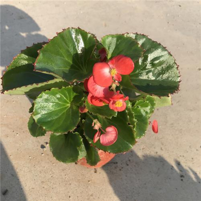 四季海棠 相关京东优惠商品 价格图片品牌优惠券 虎窝购