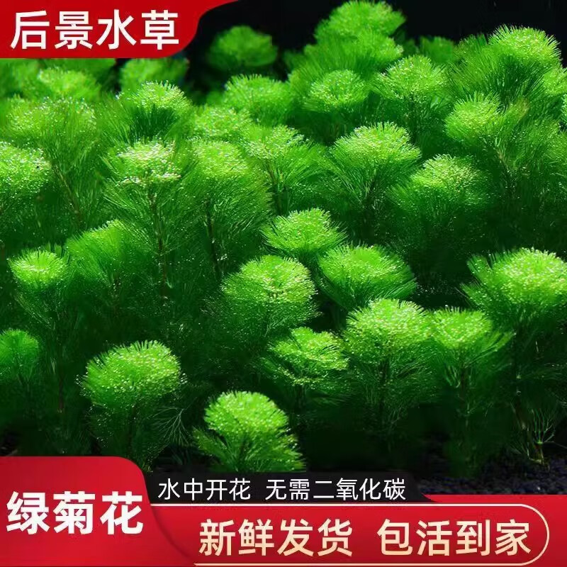 共度（Gong Du）植物真草魚缸造景陰性蜈蚣草中后景綠植懶人魚草花草套餐 綠菊5-6支
