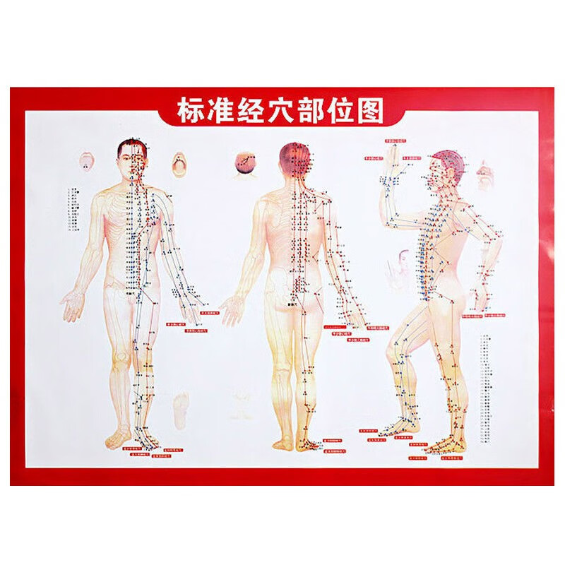 52cm 62cm人体针灸模型人体模型经络穴位中医全身十二铜人模特图可