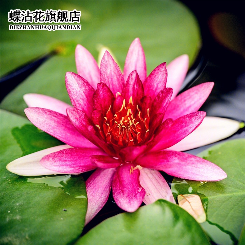 莲花盆栽水养花卉种子荷花睡莲根茎花苗四季种易活水生蝶沾花 (红色)