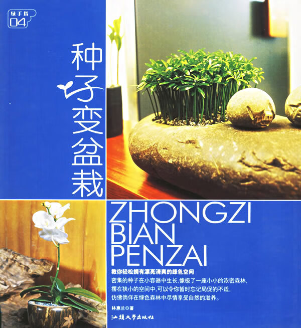 种子盆栽 林惠兰