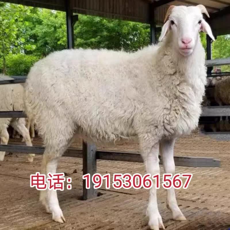 纯种鲁西南小尾寒羊绵羊多胎多羔怀孕母羊活羊