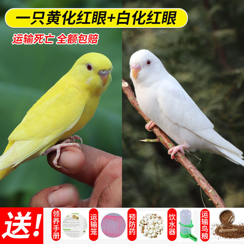 鹦鹉活体幼鸟成年手养宠物虎皮鹦鹉 白化 黄化红眼【包教说话】 送