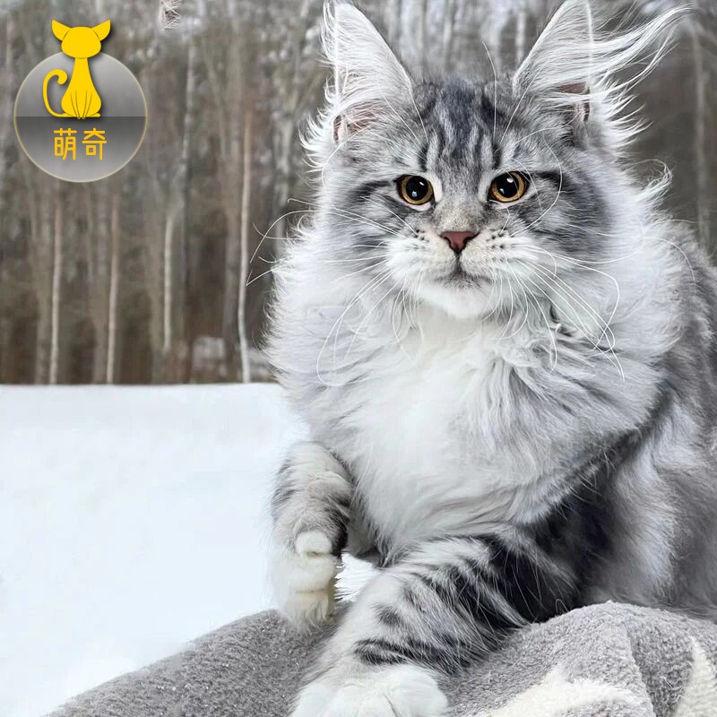 祥记萌奇缅因猫幼猫活体纯种大型宠物猫长毛猫银虎斑烟灰库恩猫挪威森林猫 宠物级使用感如何?