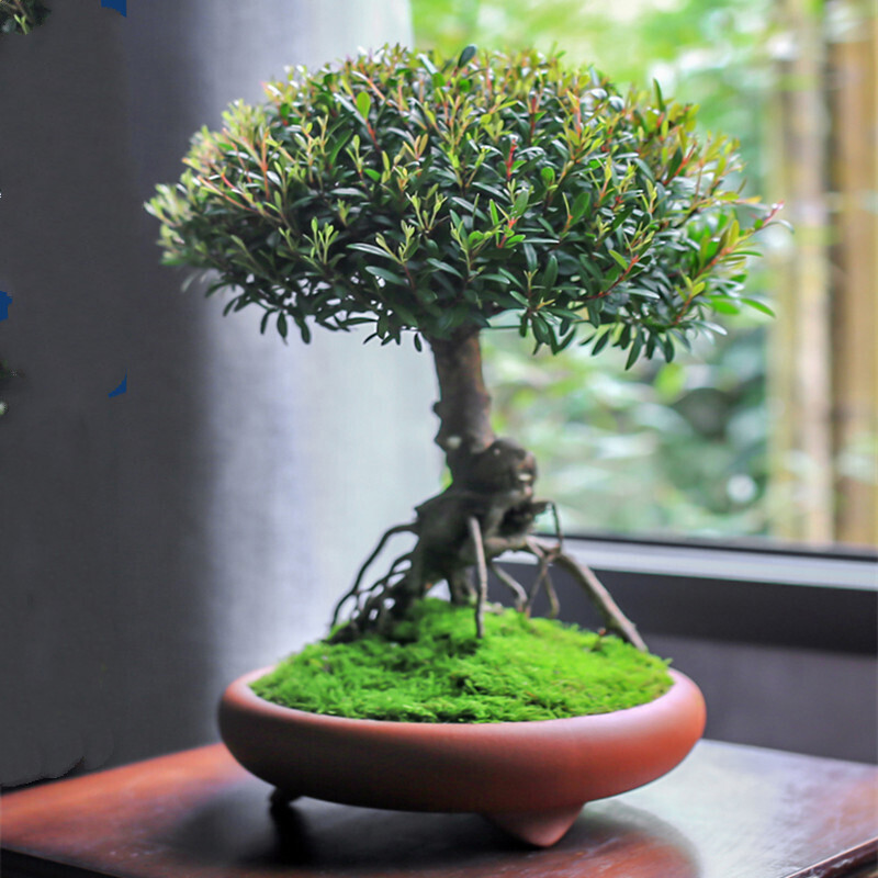 小叶赤楠造型提根老桩盆栽盆景绿植好养客厅 紫泥款/非一物一拍 带