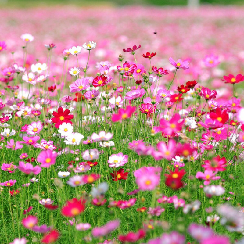 花乡邻里花卉种子波斯菊种子四季室外各种各样花种子四季种易活易种