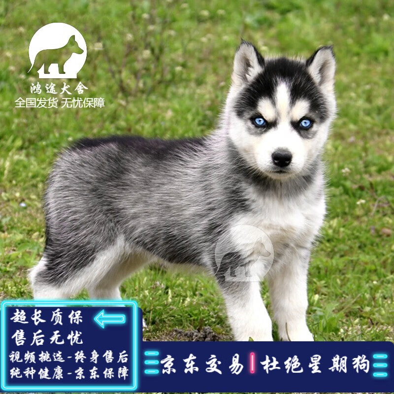 哈士奇 相关京东优惠商品排行榜 价格图片品牌优惠券 虎窝购 哈士奇 相关京东优惠商品排行榜 价格图片品牌优惠券 虎窝购