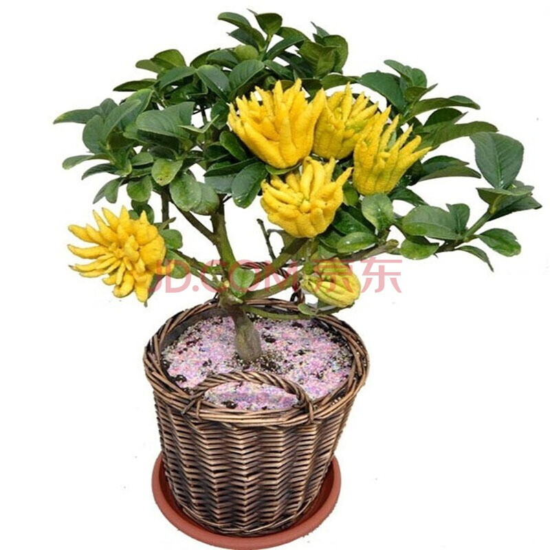 金佛手苗 果树苗室内庭院 盆栽 绿植 花卉 苗木阳台办公室内外 当年