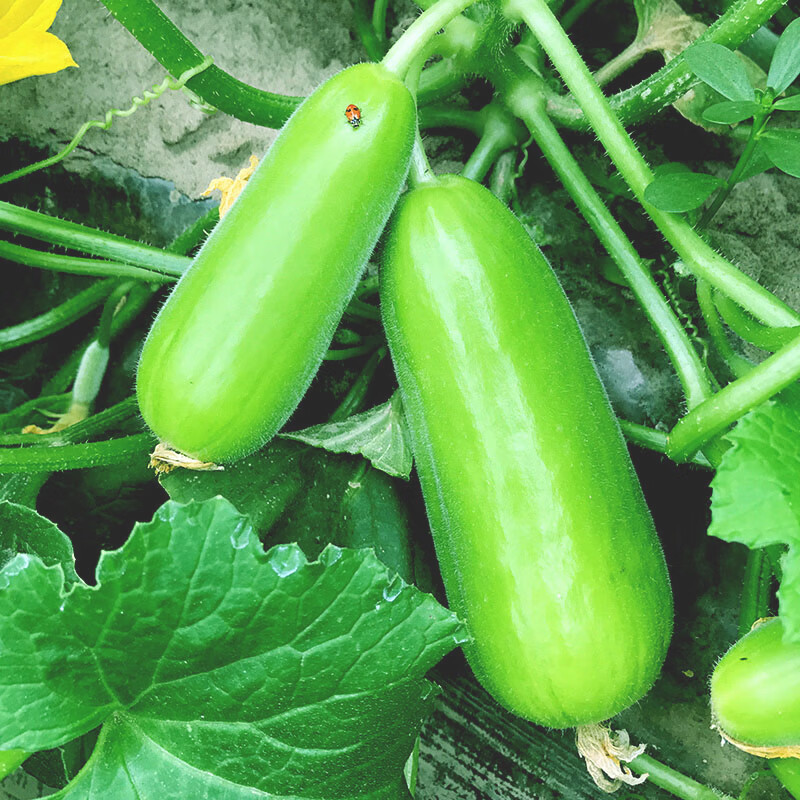 中科茂华(zhong ke mao hua)脆瓜种子 八棱脆一窝猴种子早熟易种小