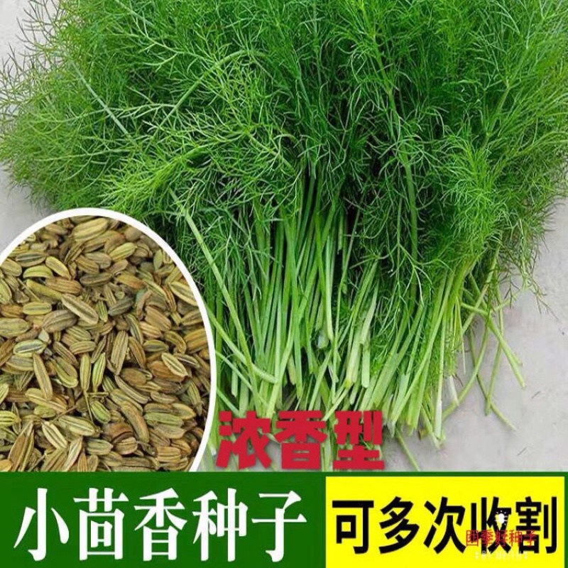 带根四季菜种盆栽籽种蔬菜菜籽回香 小茴香种子200粒【拍2件送化肥】