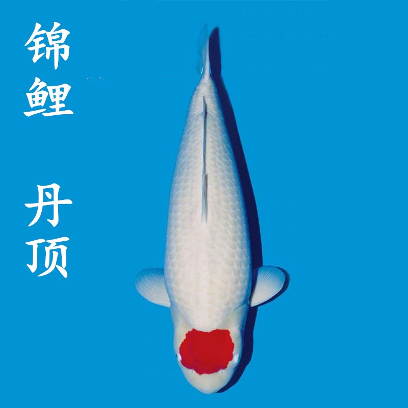 锦鲤活体日本纯种昭和白写观赏鱼红白丹顶大正三色白金乌金黄金锦鲤鱼