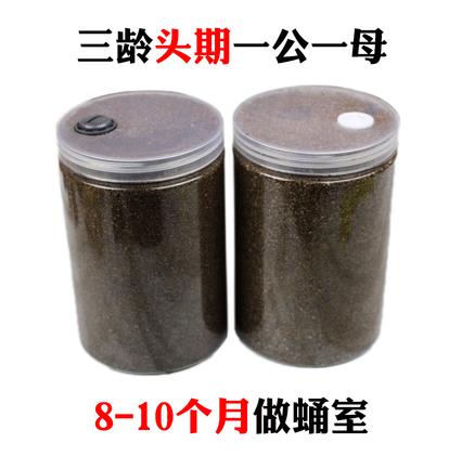 独角仙宠物甲虫幼虫活物爬虫巨型超大个体一公一母活体 新 套餐1(幼虫