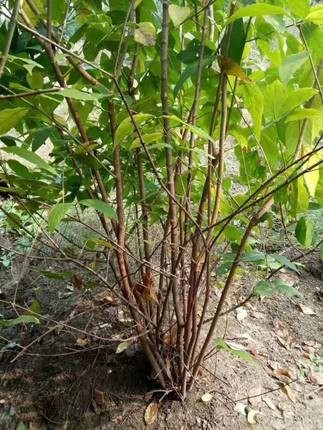 美漾腊梅花树苗盆栽老桩庭院耐寒冬季开花卉植物阳台浓香原生高杆腊梅