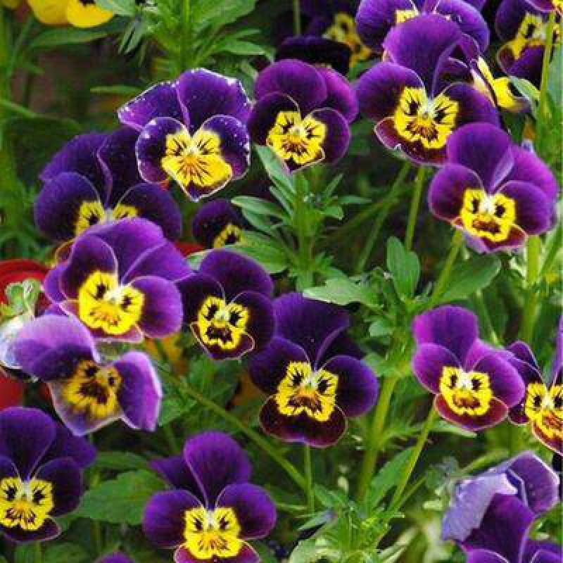 耐寒三色堇花种子食用小角堇冬天四季开花盆栽花籽室外 猫脸花200粒