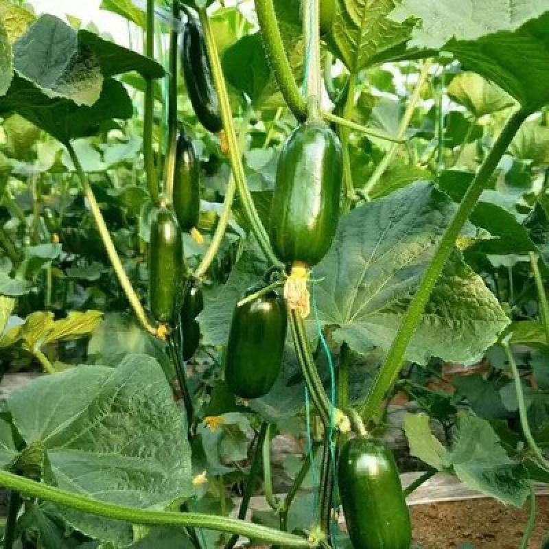 金童玉女水果黄瓜种子 迷你无刺小黄瓜种籽 春秋季阳台蔬菜种孑苗