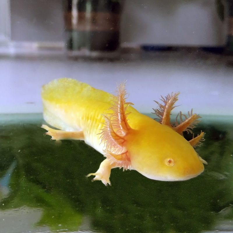 墨一六角恐龙鱼冷水鱼活体宠物鱼霸王蝾螈淡水金鱼龙鱼好养耐活 粉白