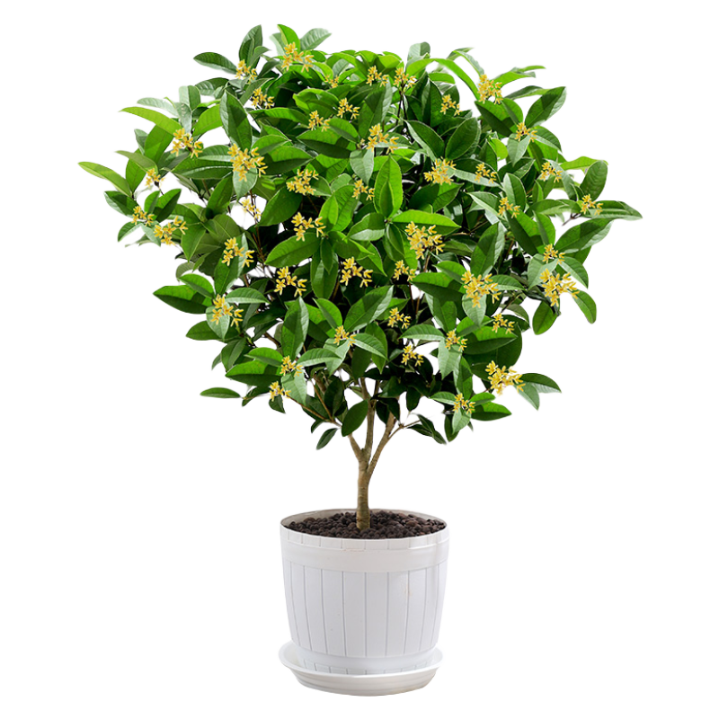 ��ʱ�� �ļ�������������׮Ũ���� ����ֲ�������ֲ�辰Դͷֱ������ ��Լ40-50cm��ש�������+���� ������ ���ϣ�