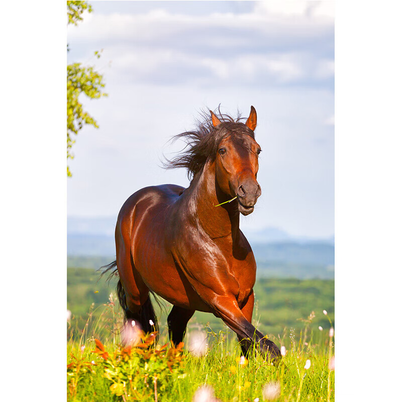 红色骏马画 办公室客厅书房装饰画草原奔马白马红马奔跑 ma01 24寸40