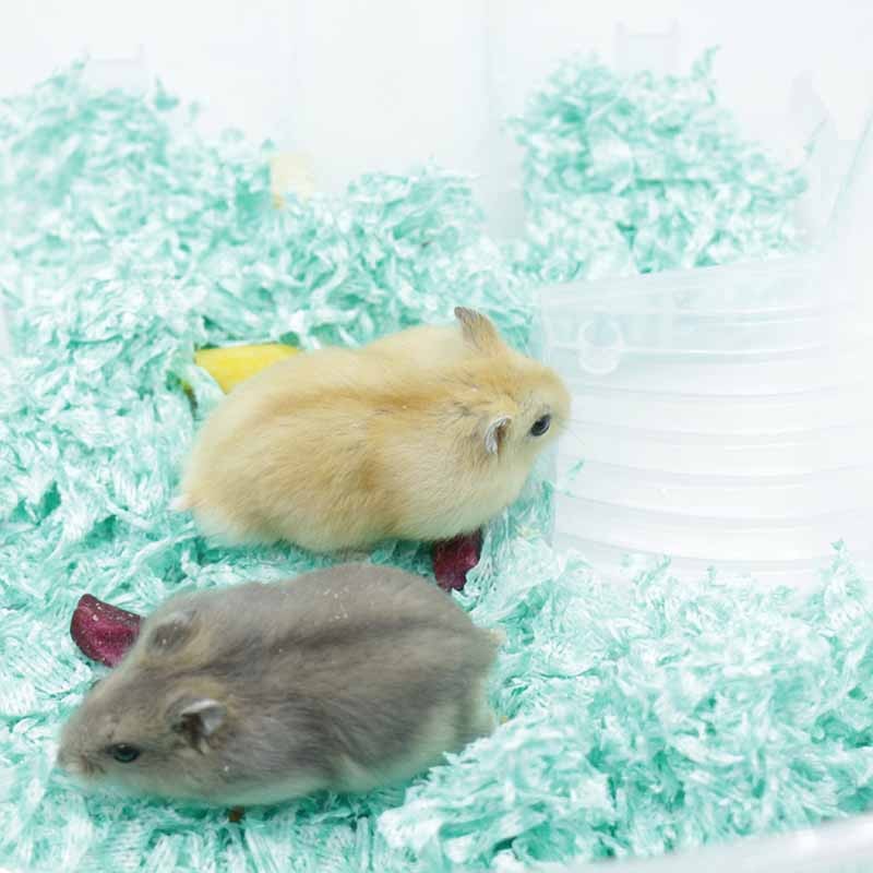 麦叮卡 宠物小仓鼠活体宠物金丝熊异宠活体银狐活物 布丁 紫仓(幼崽)