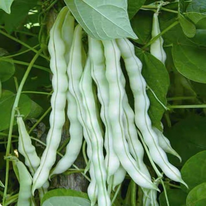四季豆种子大全菜籽种豆角农家四季春夏秋冬季蔬菜种籽苗盆农家孑