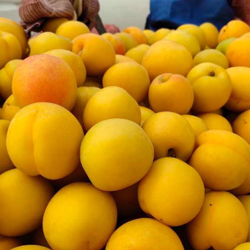 京典光年 大黄杏 应季新鲜水果 现摘现发 3斤