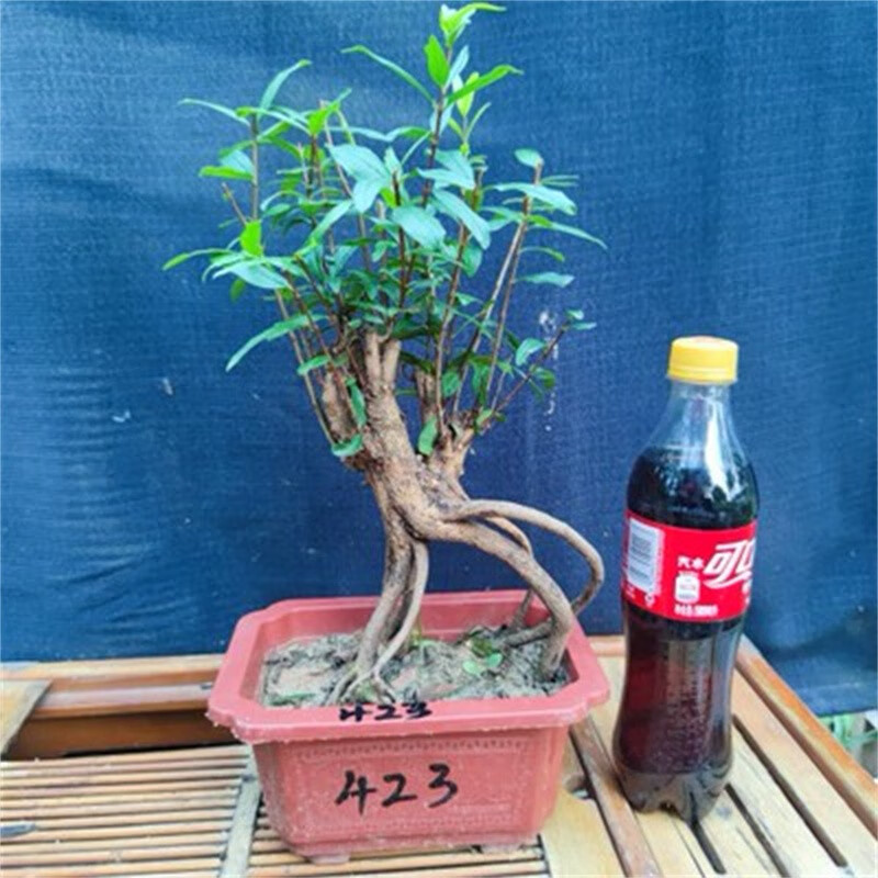 石榴樹苗結(jié)果盆景提根造型樹樁園藝微小老樁園藝花卉植物矮霸盆栽可以聯(lián)系客服選圖片 一物一拍424 帶盆栽好