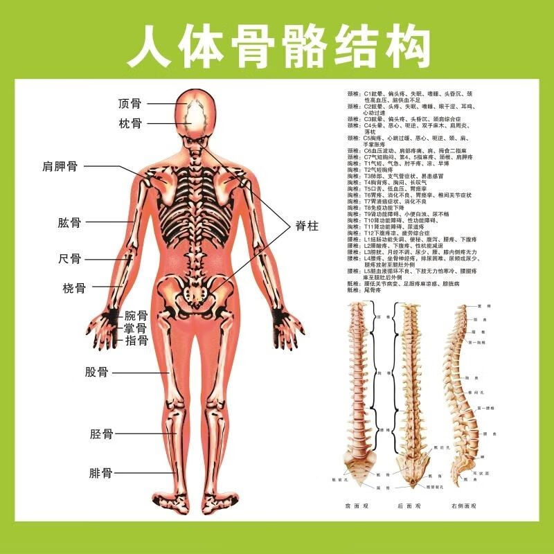 山头林村人体结构图挂画 人体骨骼图挂图器官内脏结构图脊柱图解肌肉