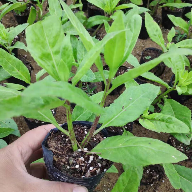 江影清明月草苗/盆栽 泰国神仙草 金鸡毛草 白背三七 带原土发货 明月