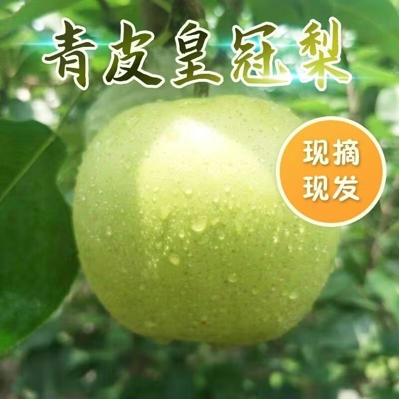 皇冠梨5斤/9斤新鲜水果梨子当季应季脆甜青皮绿宝石梨整箱 精品皇冠梨