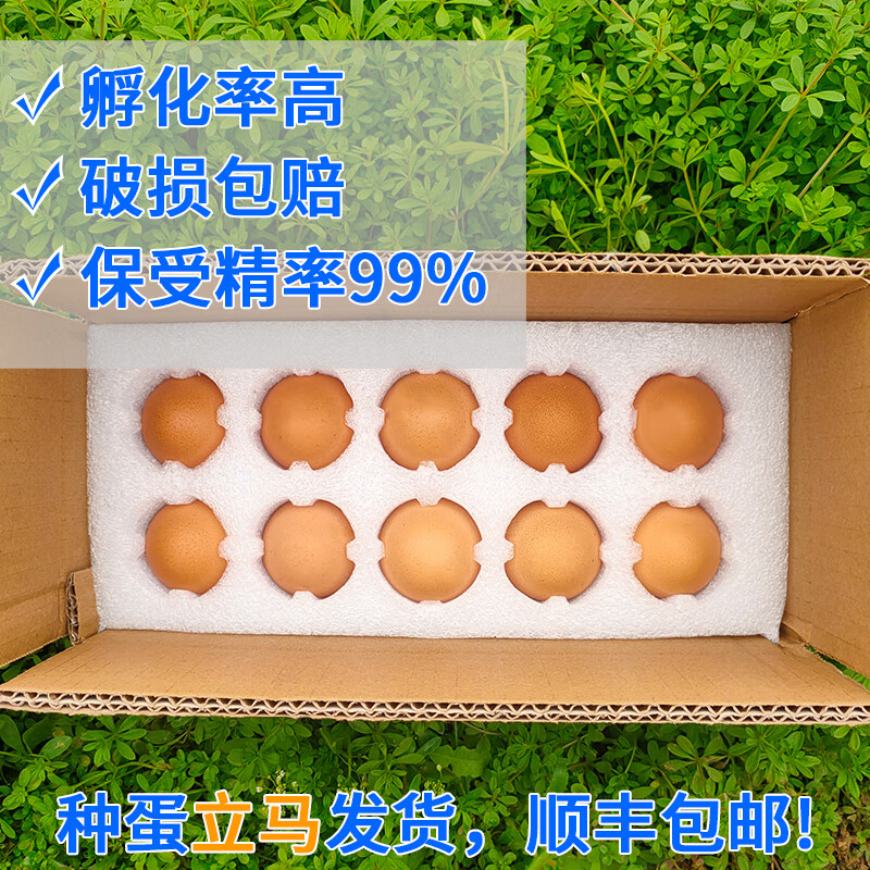 快大巨型婆罗门鸡种蛋受精蛋可孵化种观赏宠物纯种梵天鸡种蛋 种蛋10