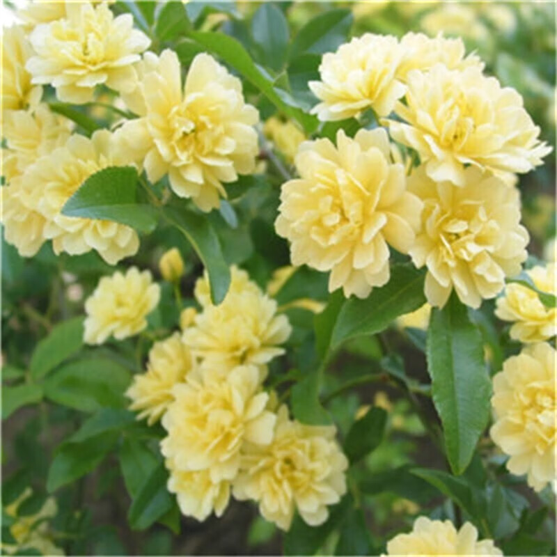 蔷薇花树苗爬藤四季开花藤本月季耐寒花卉藤蔓庭院阳台攀岩老桩 皇冠