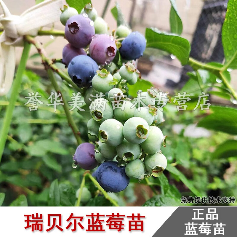 澈之畅蓝莓树苗特大瑞贝尔蓝莓苗纯甜汁多盆栽地栽南方北方种植当年