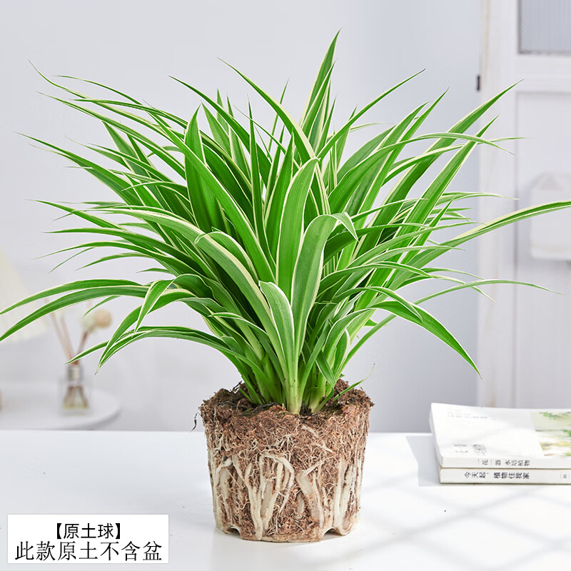 格調生活金邊吊蘭垂吊植物盆栽花卉室內水培好養凈化空氣四季常青 大號金邊吊蘭（原土無(wú)盆） 含盆