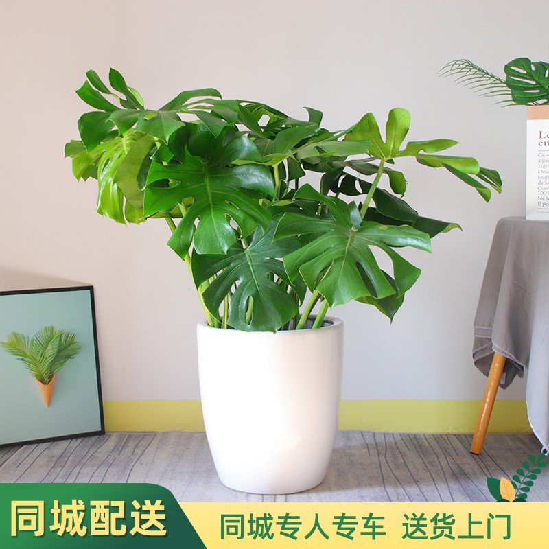 查大型绿植历史价格|大型绿植价格历史