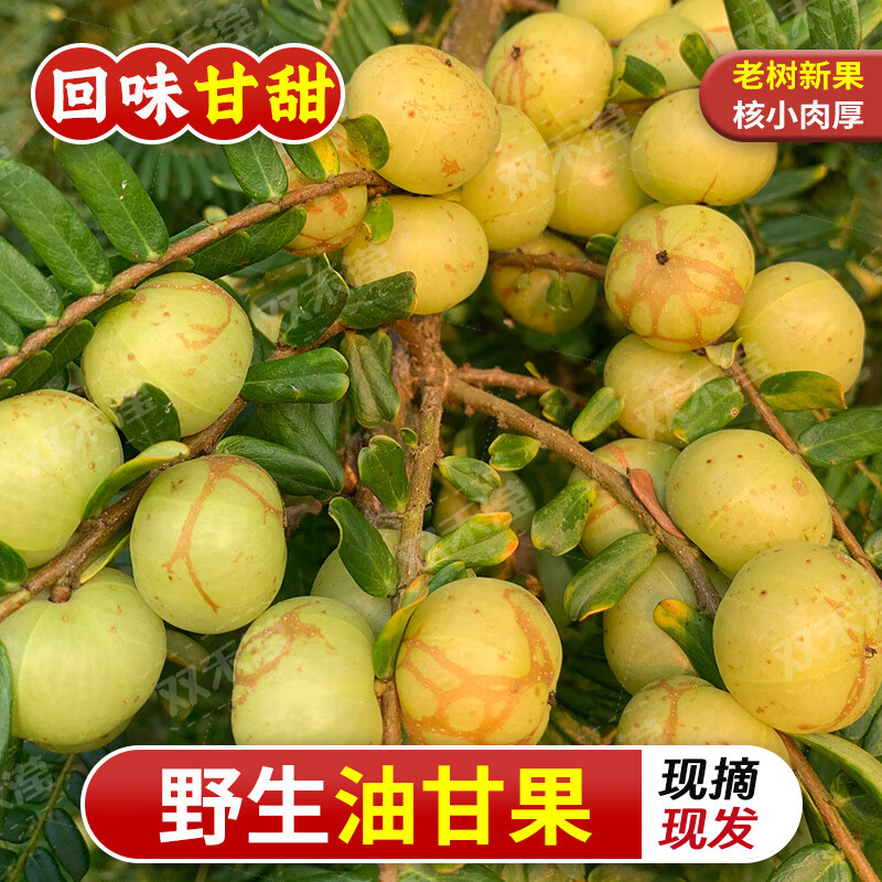 橄榄新鲜油甘花皮余甘子酸甜牛甘果南方应季当季水果 新鲜野生橄榄2斤