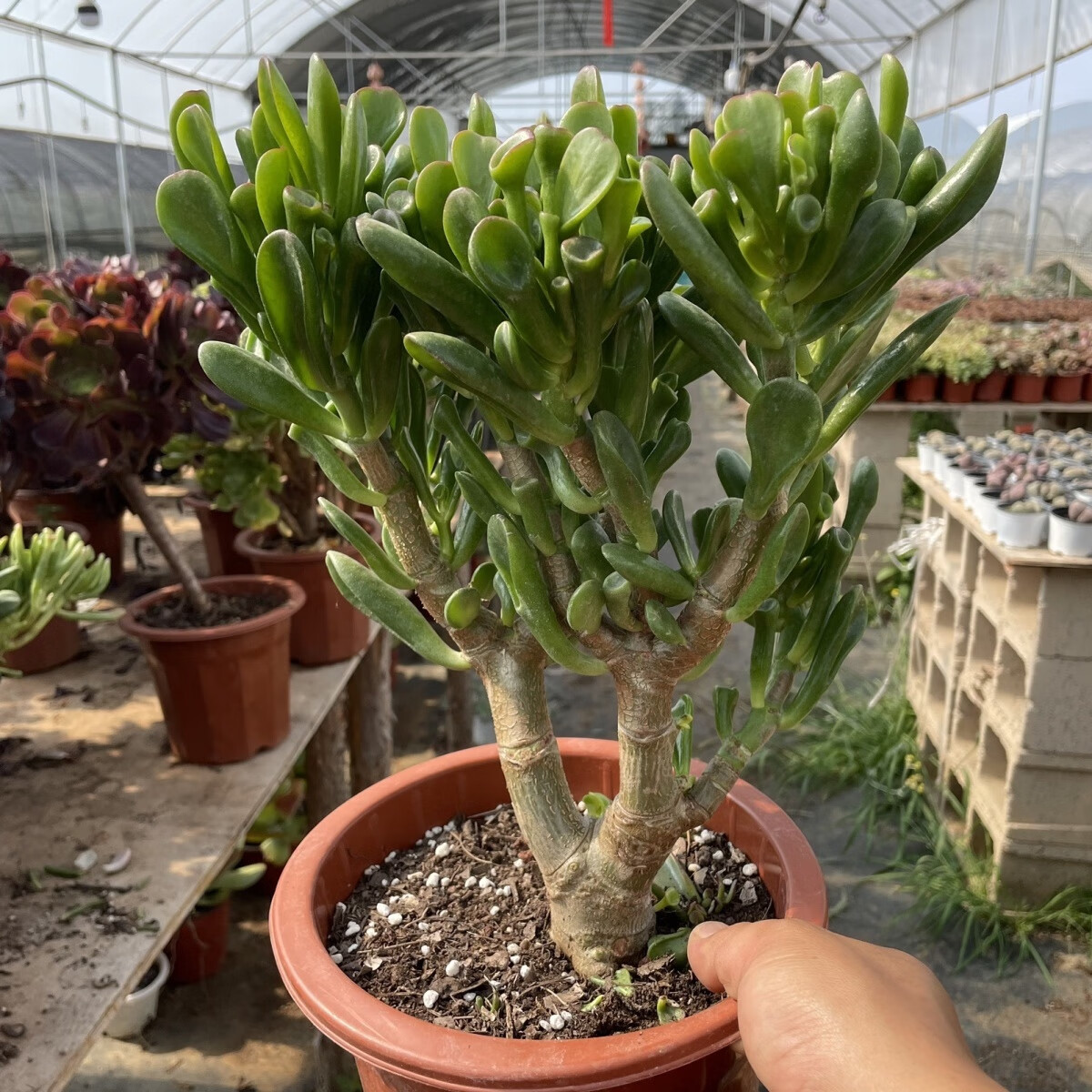 云南昆明基地直发 吸财树 招财猫 老桩多肉 招财 多肉脱土发货麦桑荷